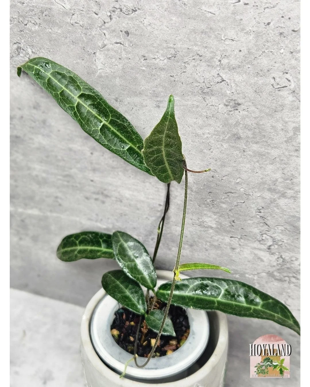 Hypolasia Indonesia clone (7).jpg