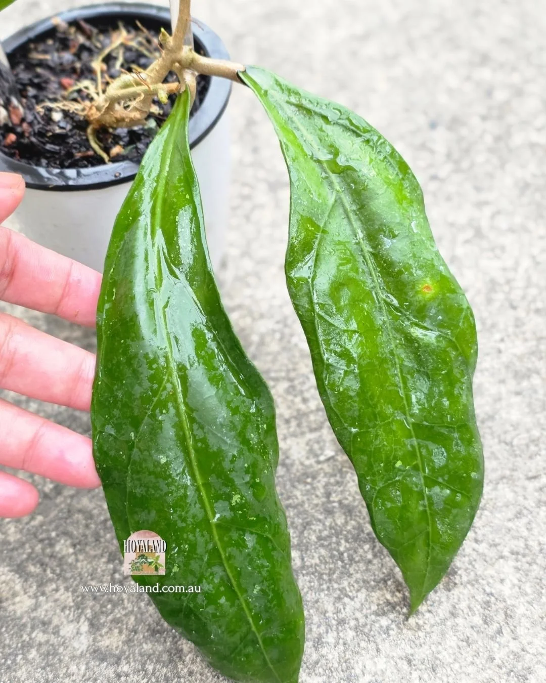 Hoya clemensiorum hybrid SS 2770 (4).jpg