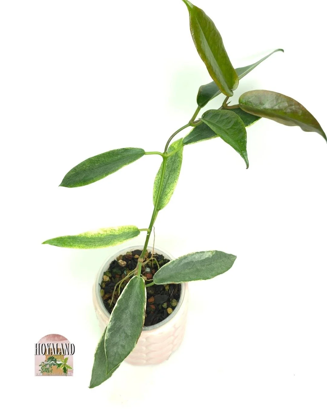 🌞 Hoya archoboldiana albo marginata | Hoyaland 🎇