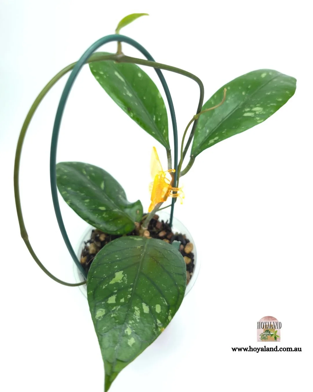 Hoya army aceh (5).jpg