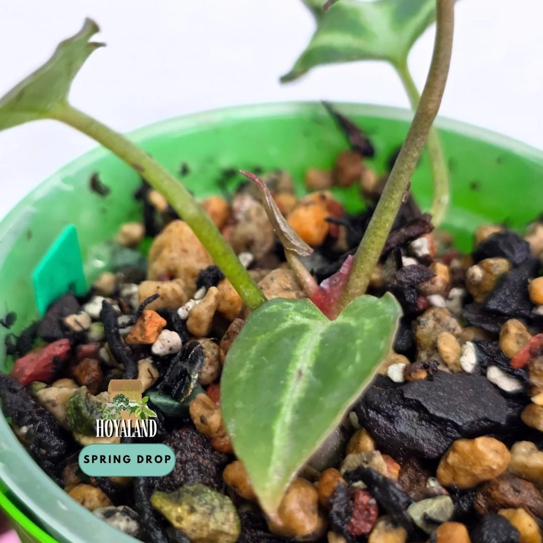Established seed-grown Anthurium Diamond Forgetii Diamond Shield S1 seedling by Hoyaland showing closed sinus, diamond silhouette, and crystalline silver veins