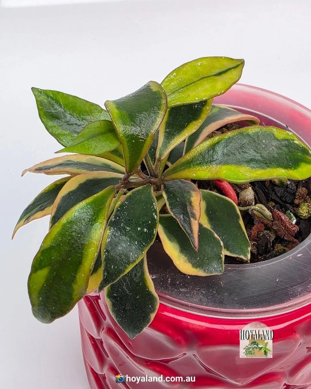 Hoya bakoensis albo (4).jpg