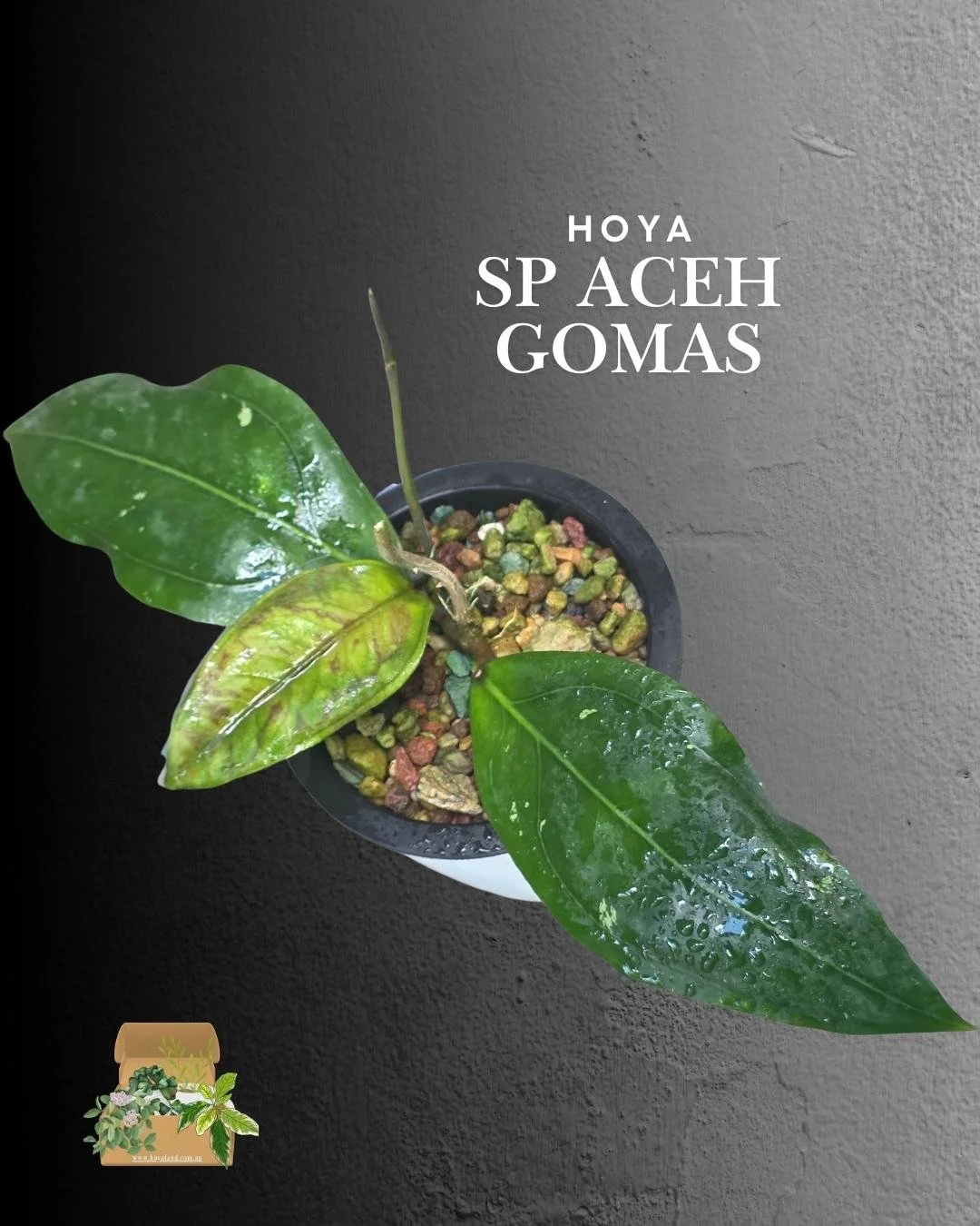 Hoya sp Aceh Gomas (3).jpg