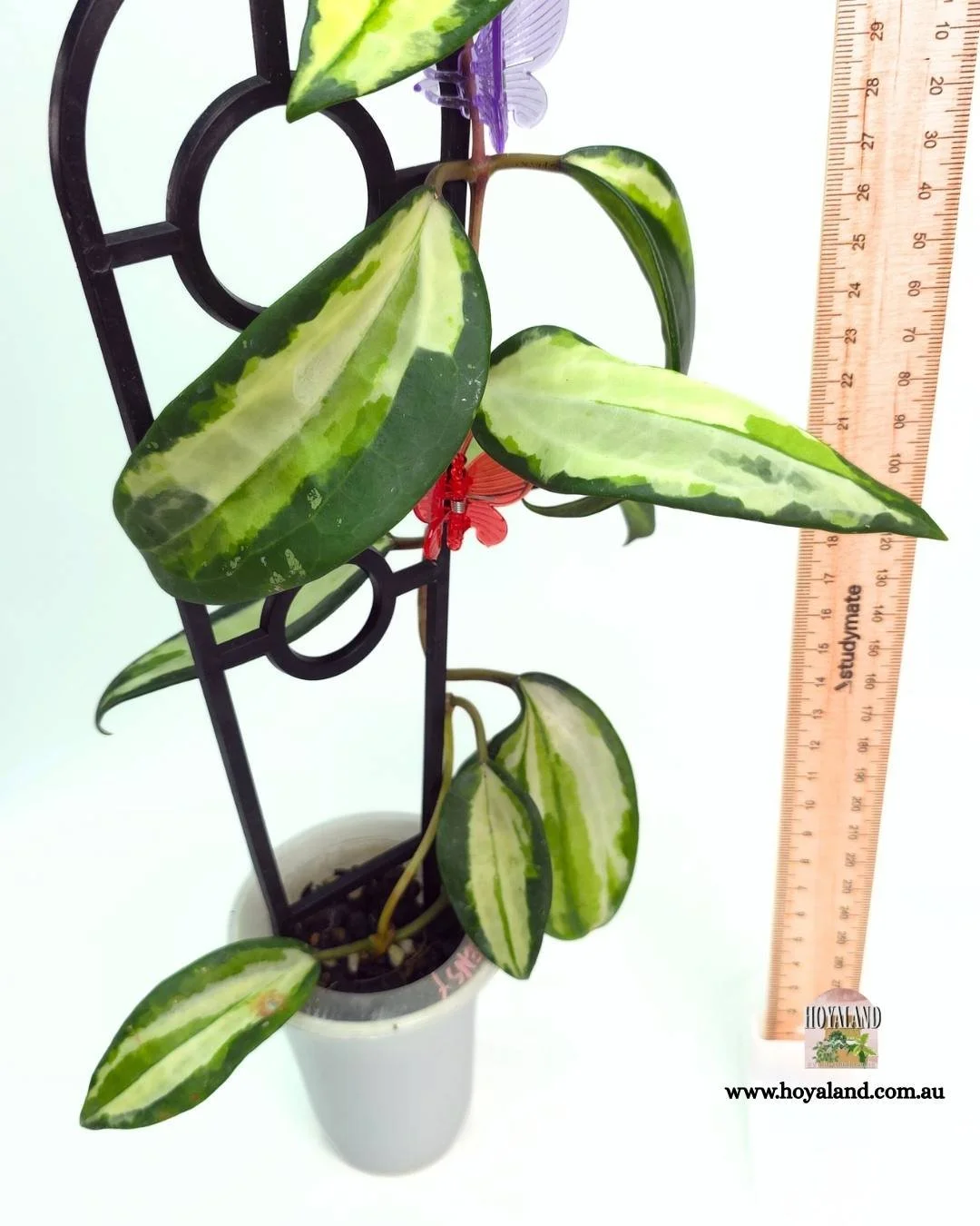 🍂 NEW Rare Hoya Latifolia Queensy  Variegated | Base with 2 GP's