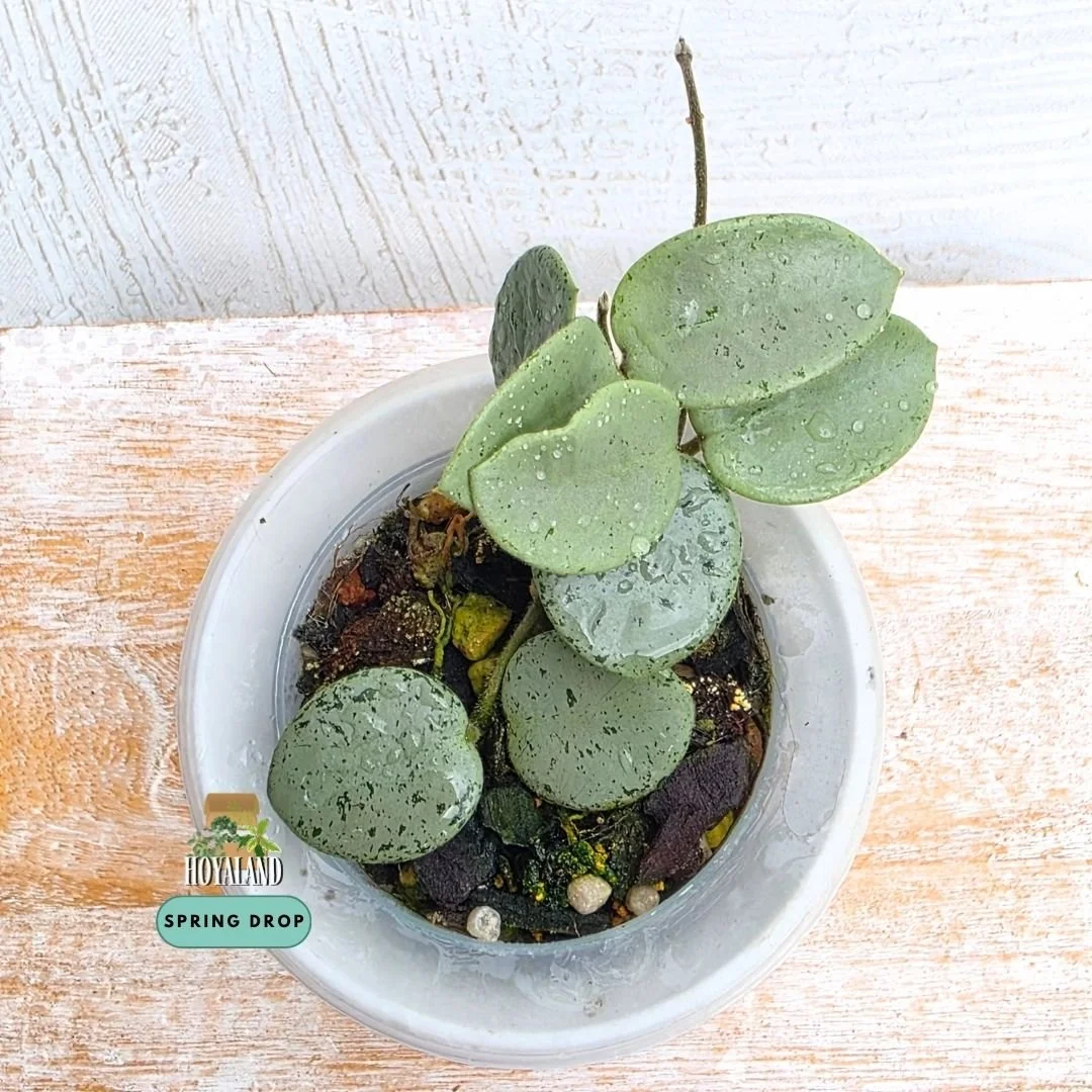 Hoya mathilde silver indo b (10).jpg