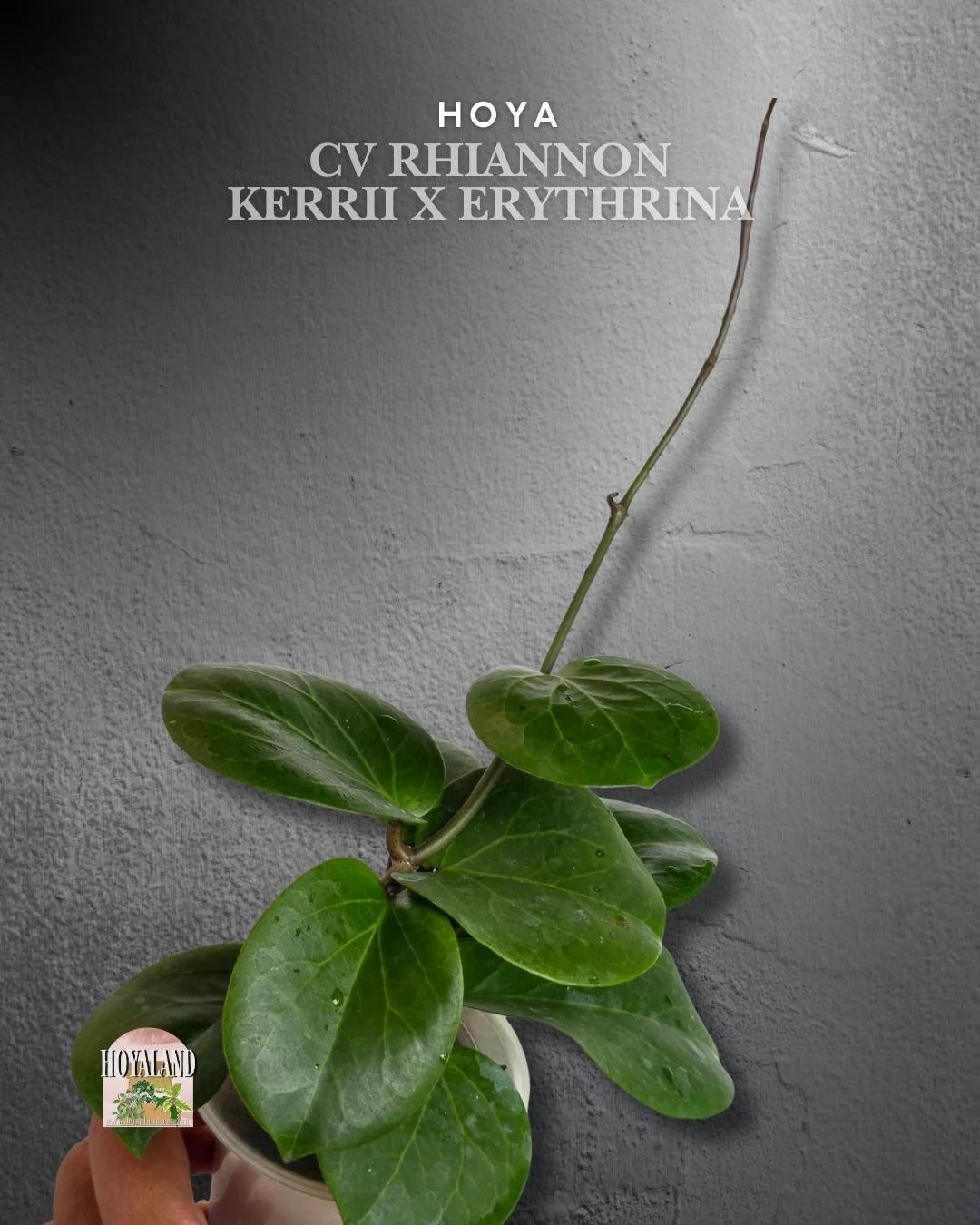 Hoya Rhiannon (4).jpg