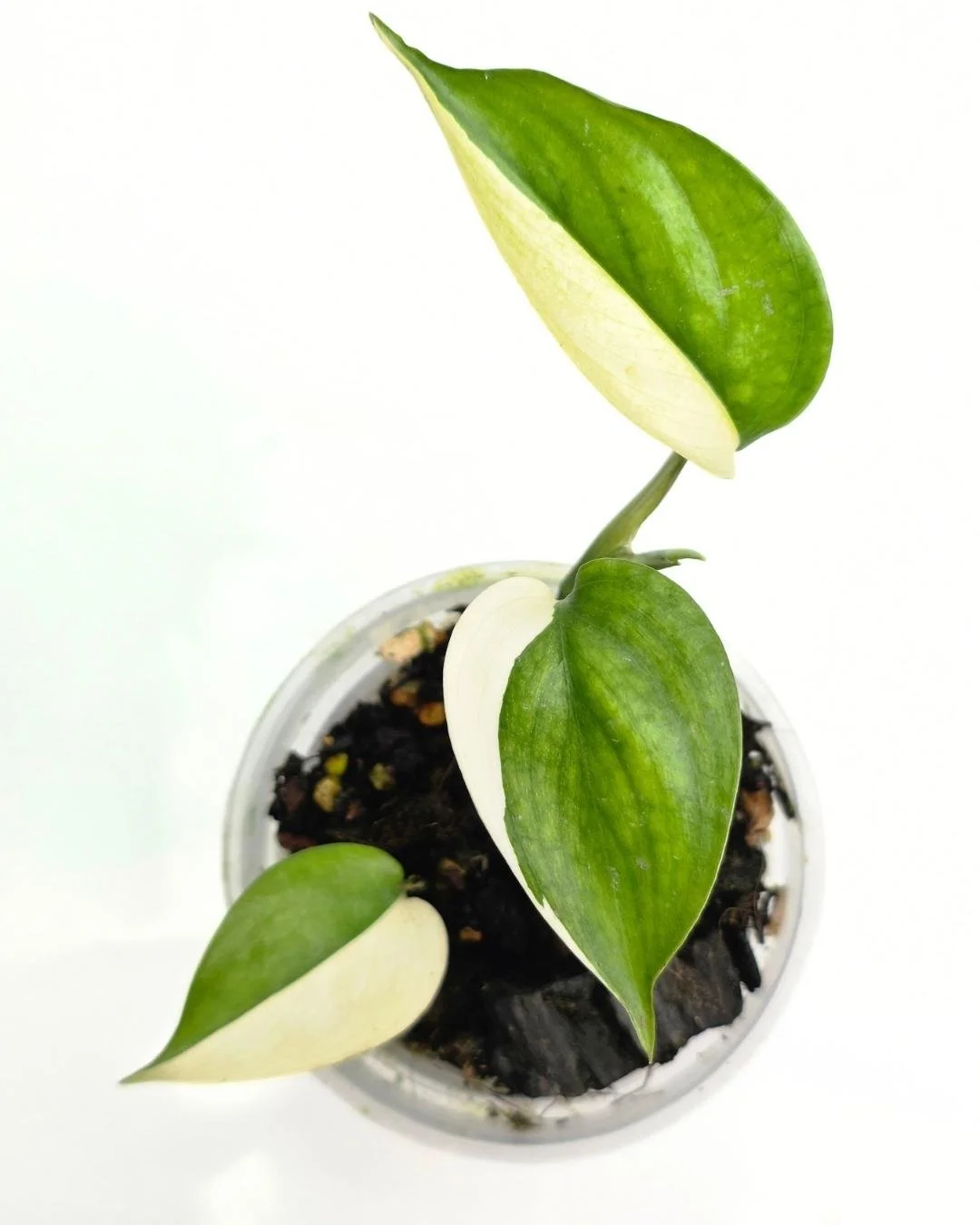 Hoya longistipatitus albo (4).jpg