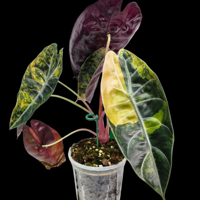 Alocasia hoyaland.jpg