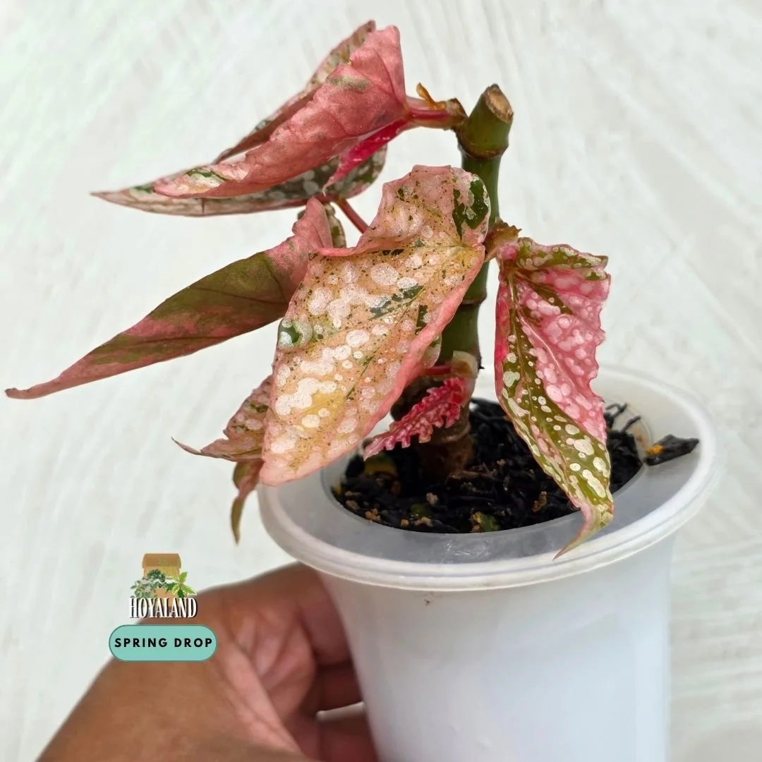 Begonia snow cap variegata (6).jpg