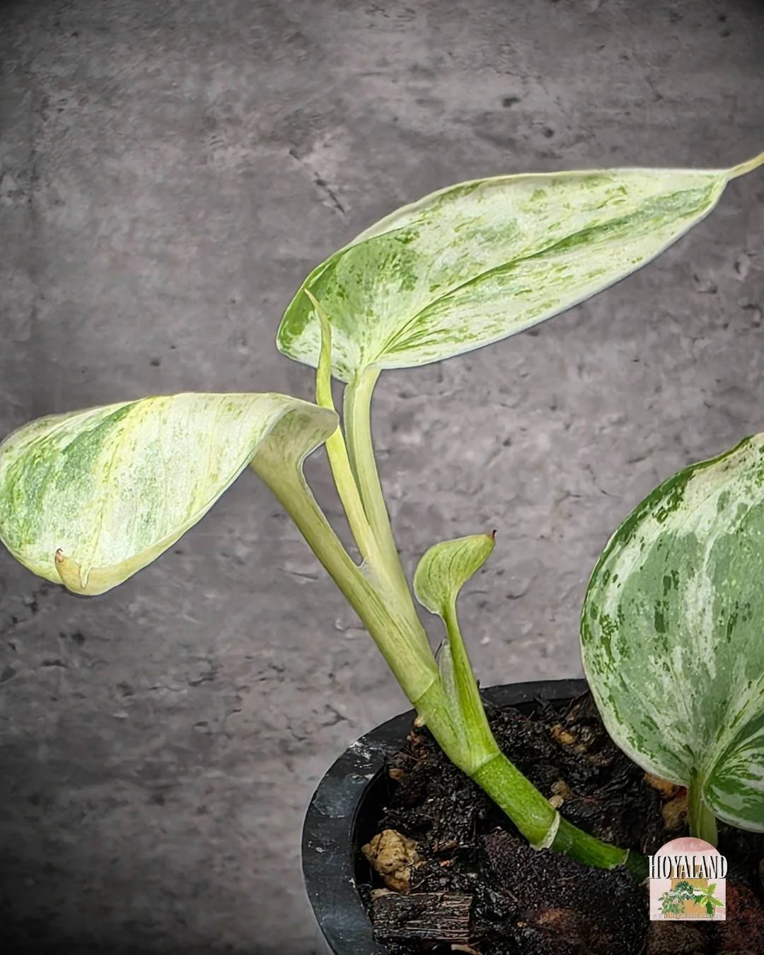 Scindapsus Tembaga (5).jpg