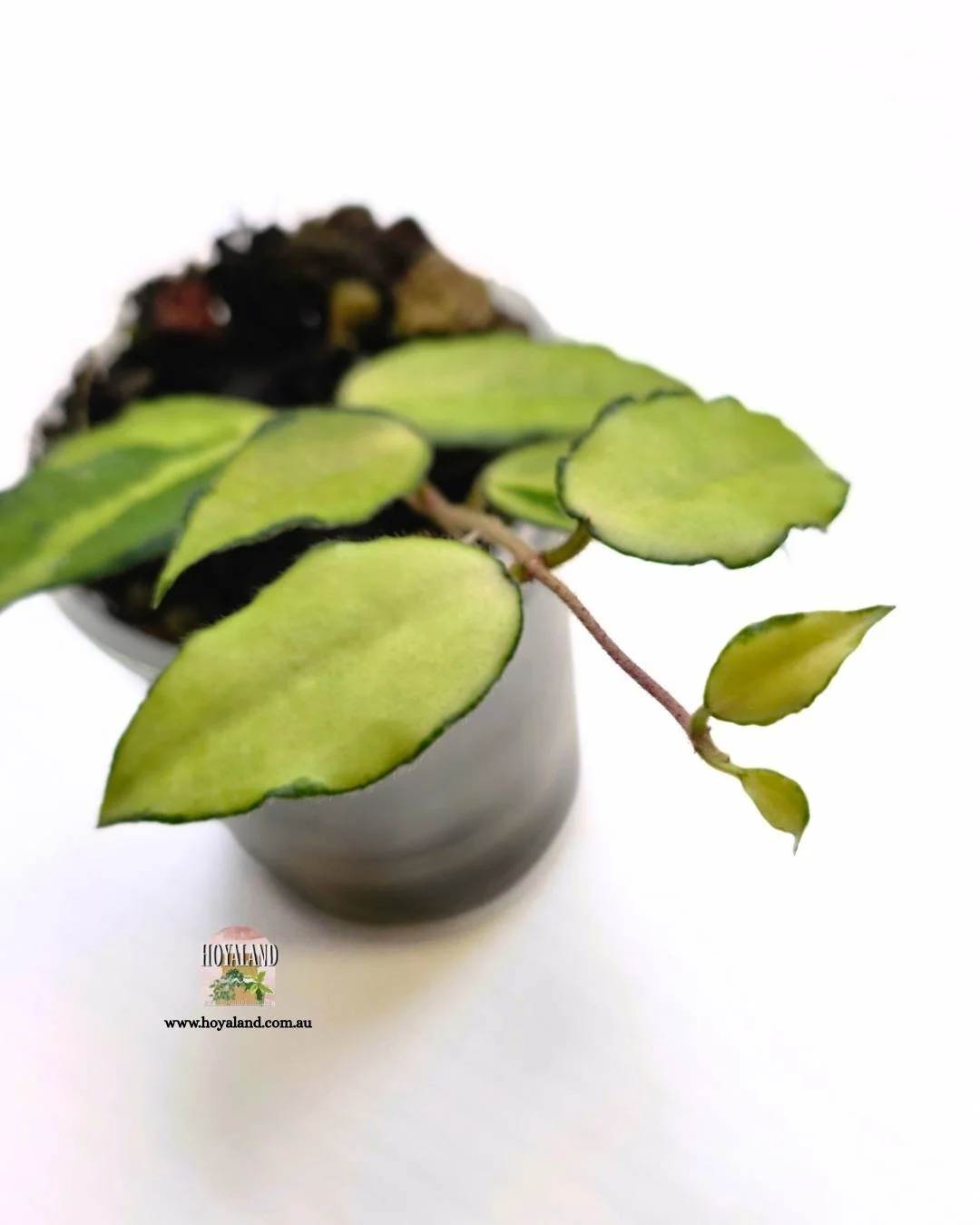 Hoya caudata variegata (3).jpg