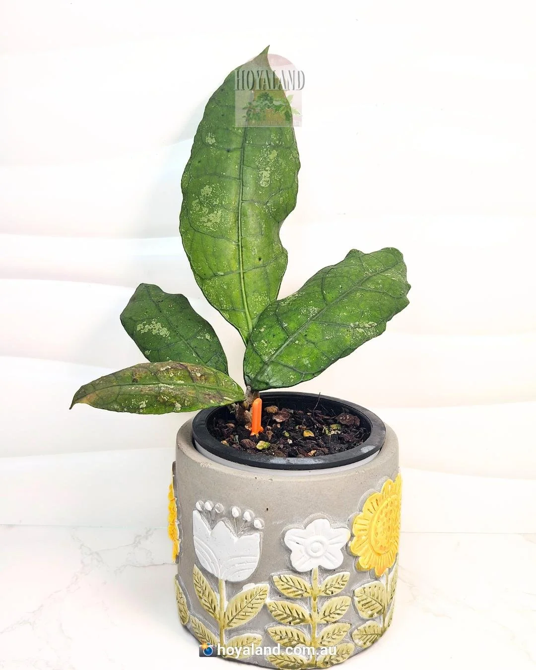 Lata Iskandar Clone A (2).jpg