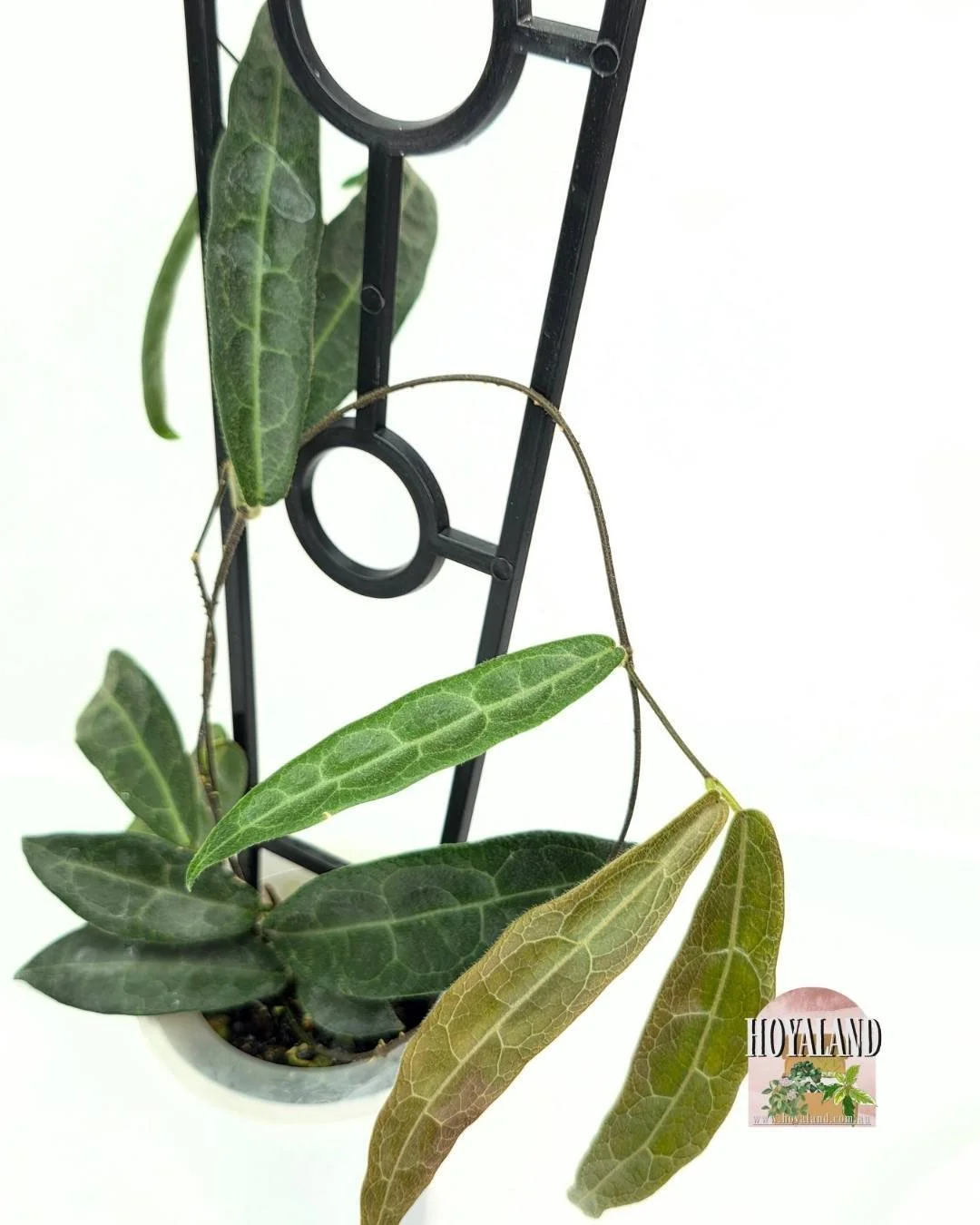 🌞 NEW Hoya Hypolasia Indonesia Clone not  IML 🎄LC