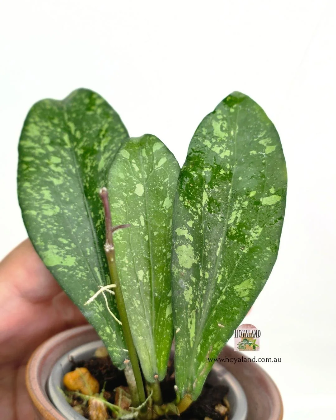 Hoya erythrina splash.jpg