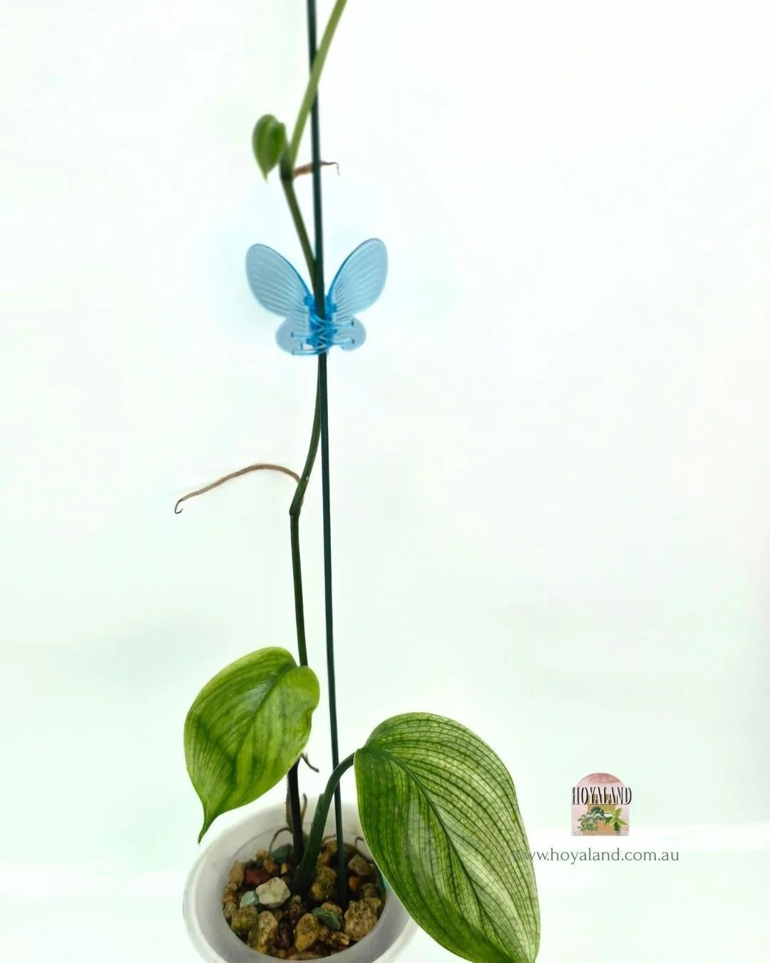 Scindapsus white monster 2 (3).jpg