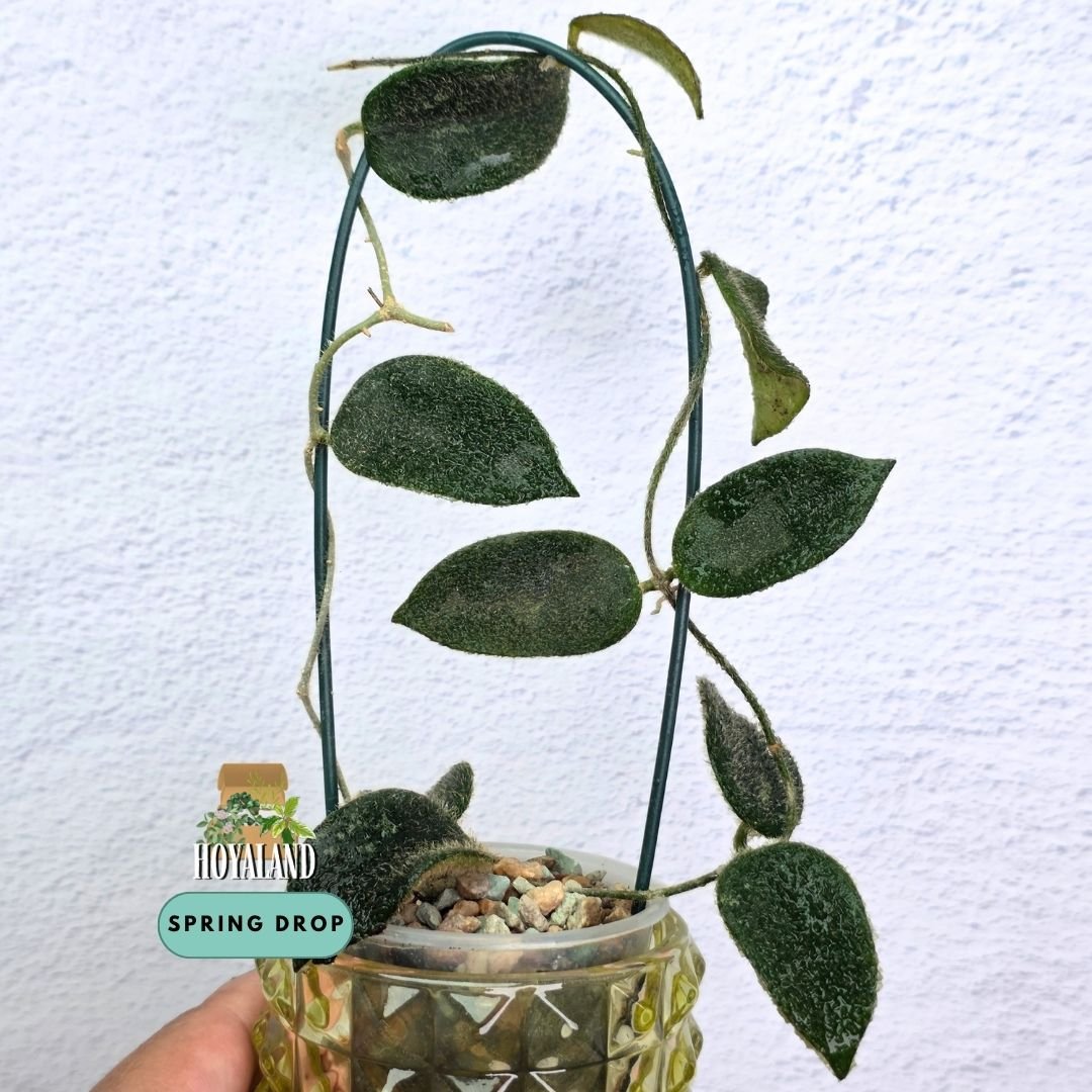 Hoya thomsonii pink (2).jpg