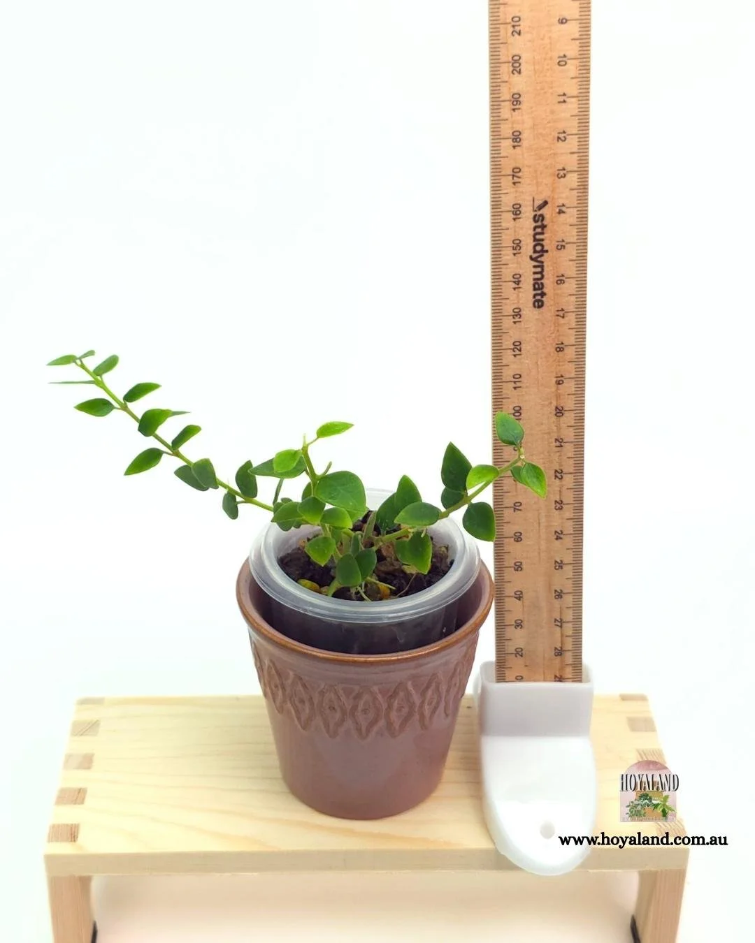 Hoya chinghungensis.jpg