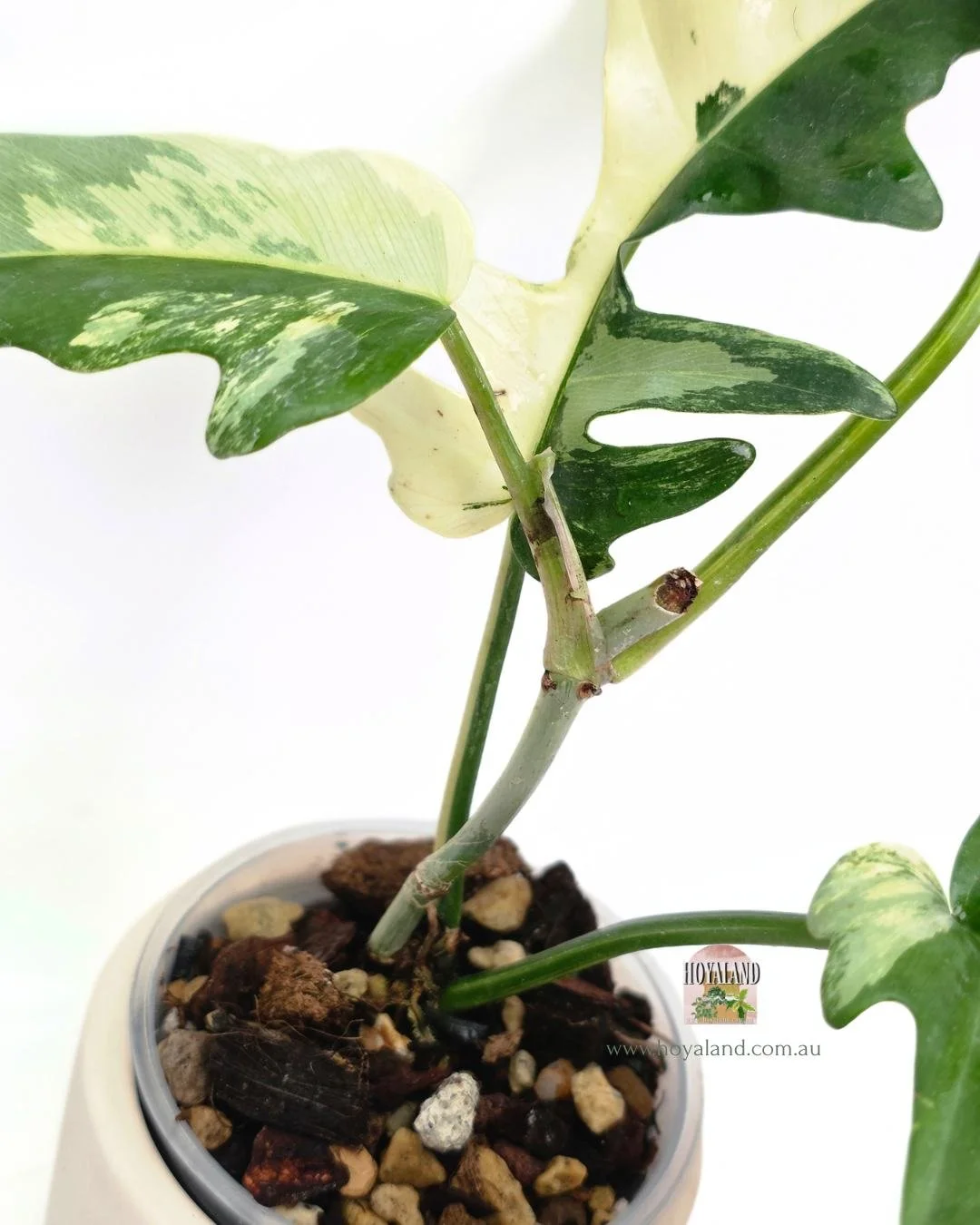 Philodendron fb x tortum (5).jpg