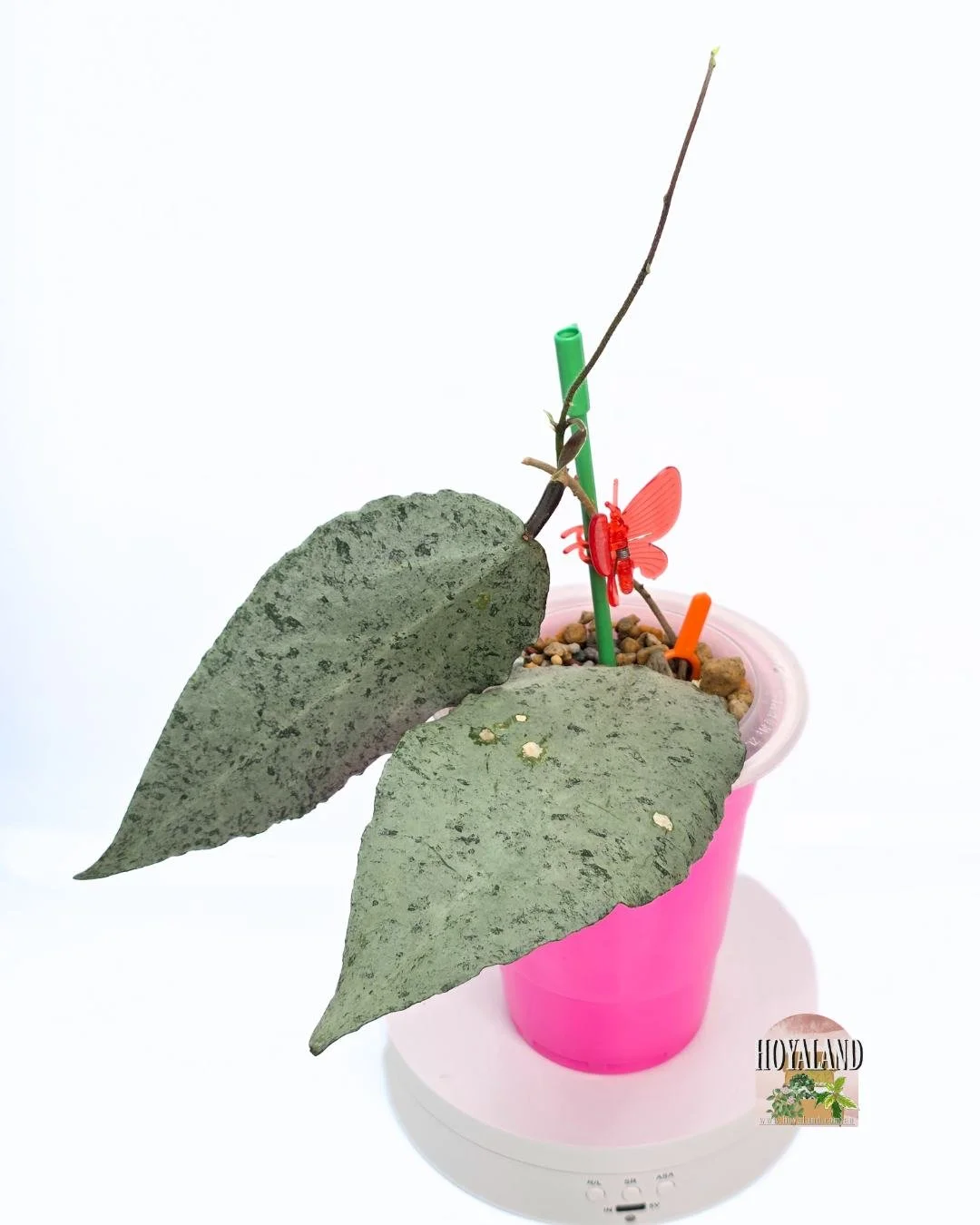 Hoya caudata argene (5).jpg