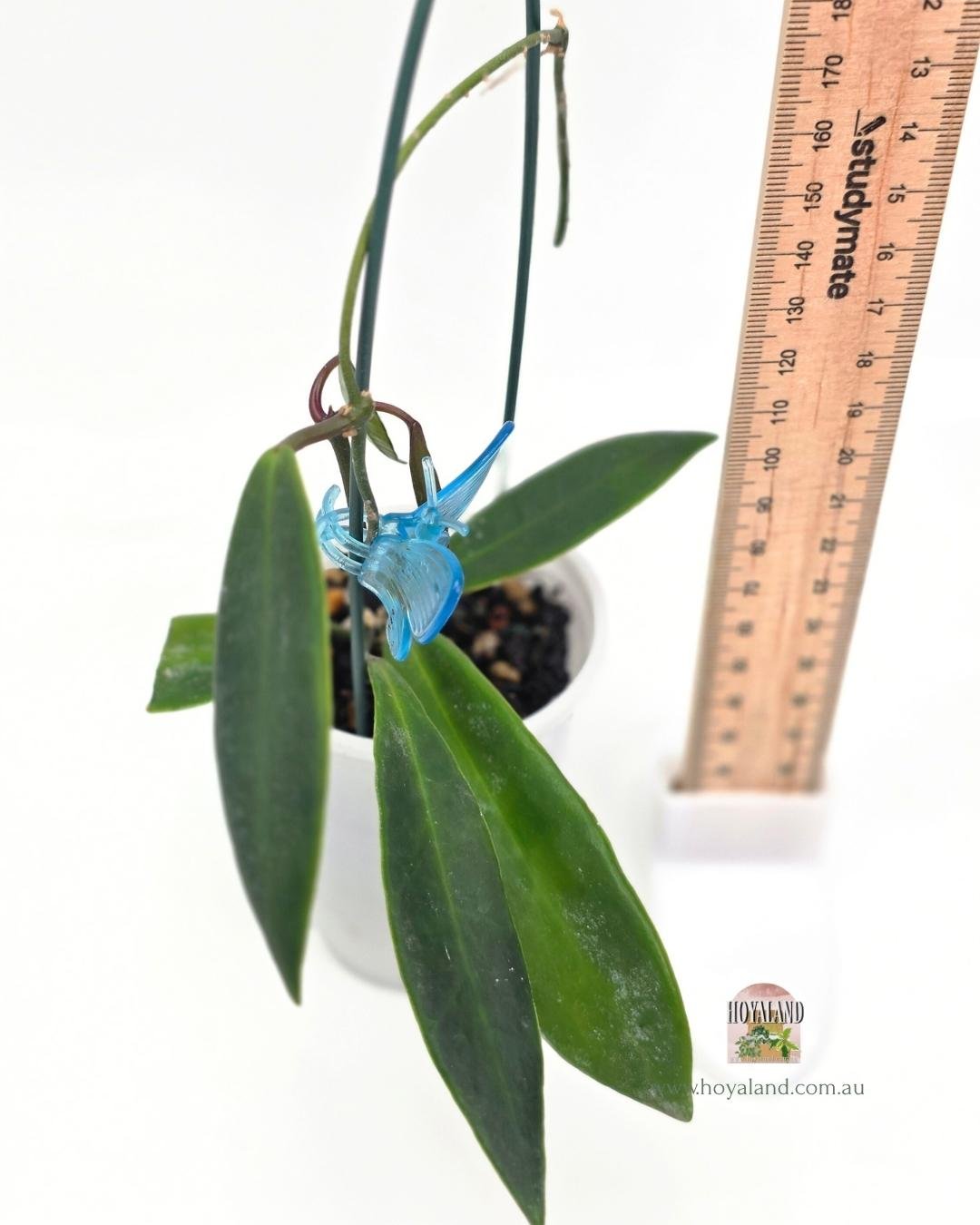 Hoya pulchra A (6).jpg