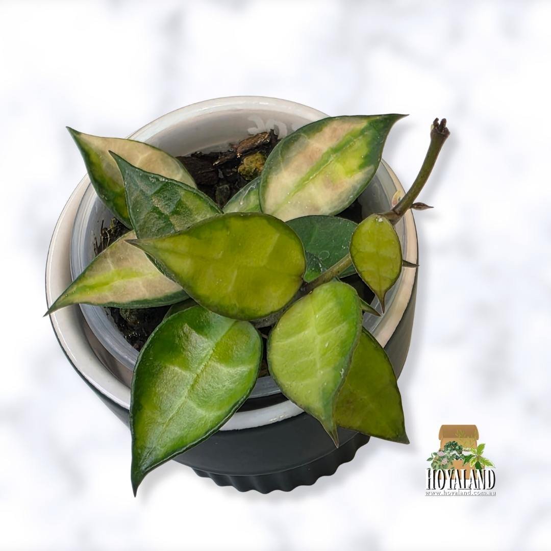 Hoya lacunosa red aka green on green (4).jpg