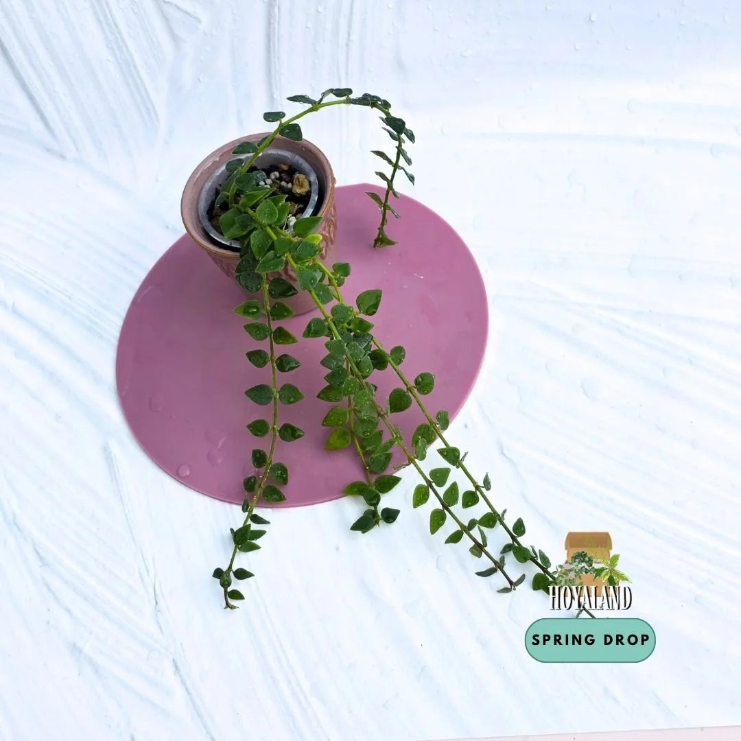 Hoya chinghungensis green (1).jpg
