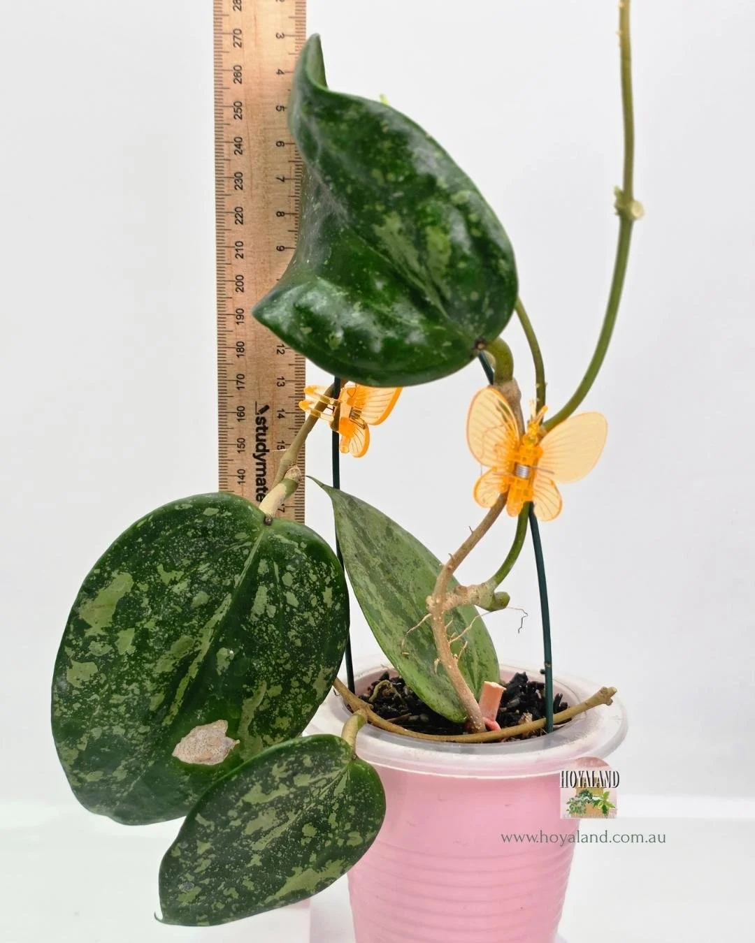 Hoya latifolia silver splash.jpg