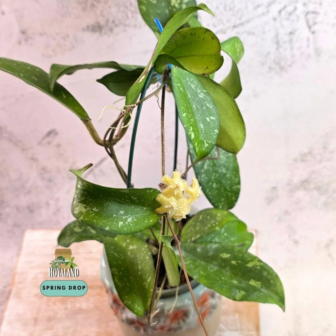 Large established Hoya erythrina Silver Splash in bloom showing undulated ruffled leaves with heavy silver splash and extra peduncles