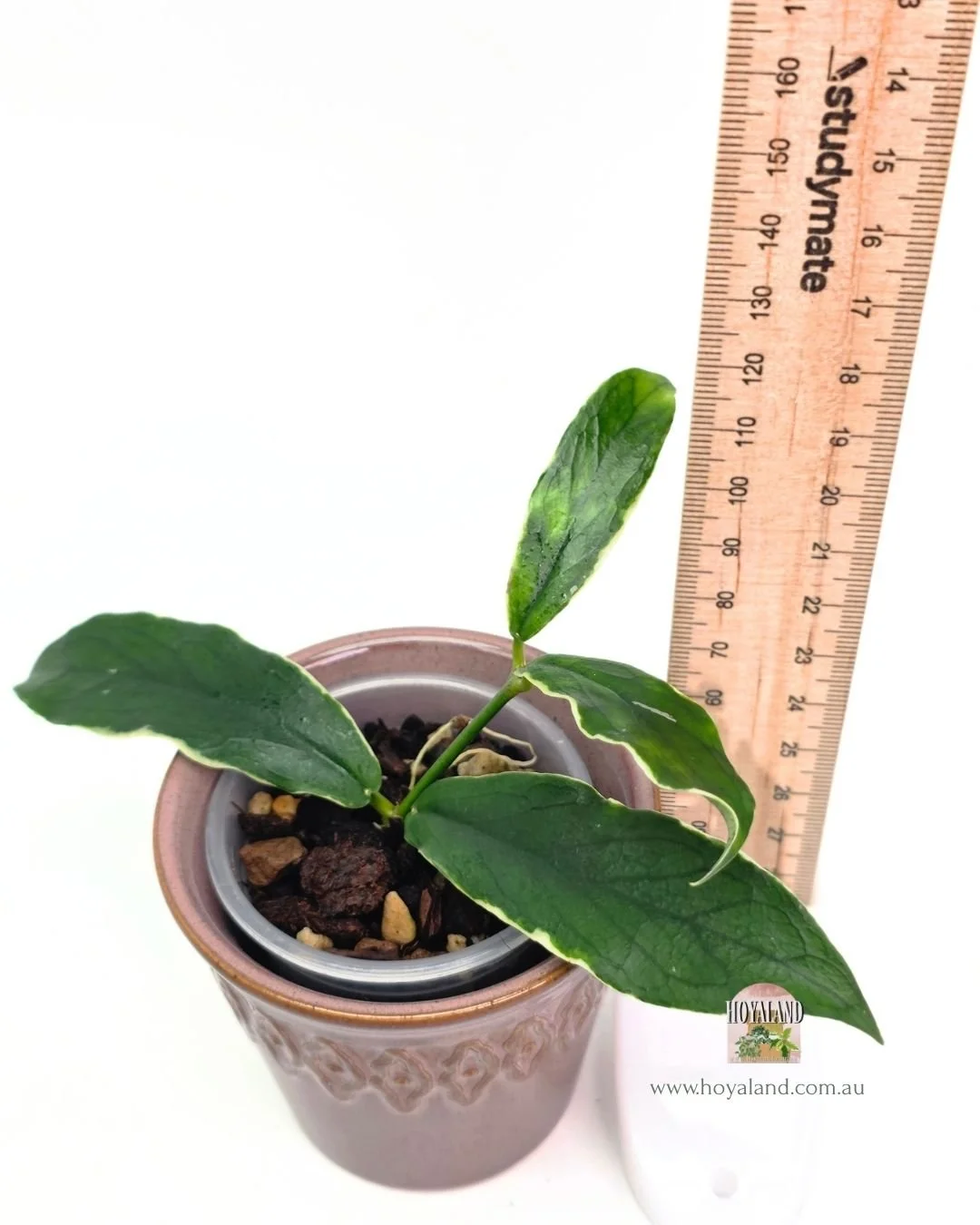 Hoya lobbii albo (4).jpg