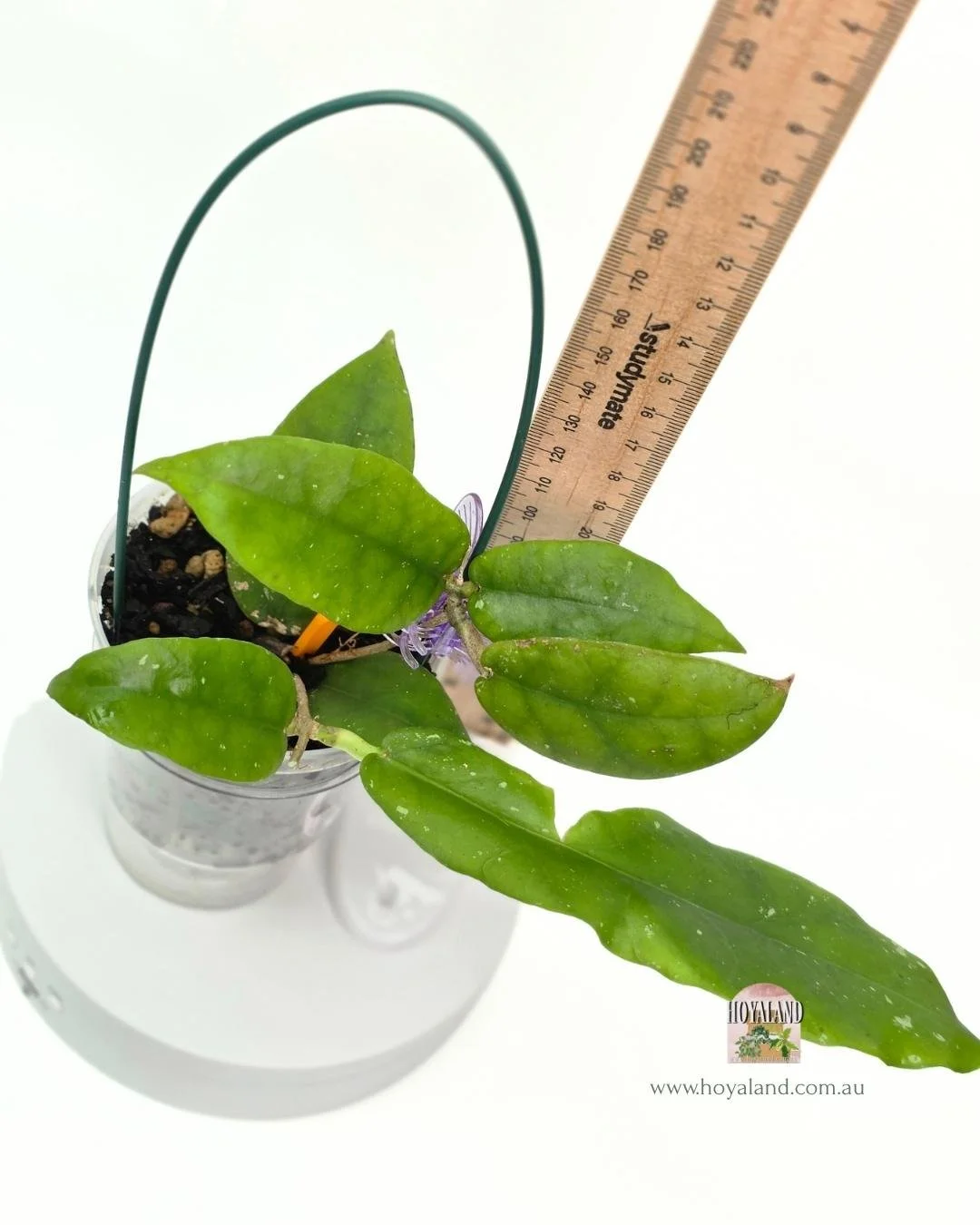Hoya aff scortechinii red (6).jpg