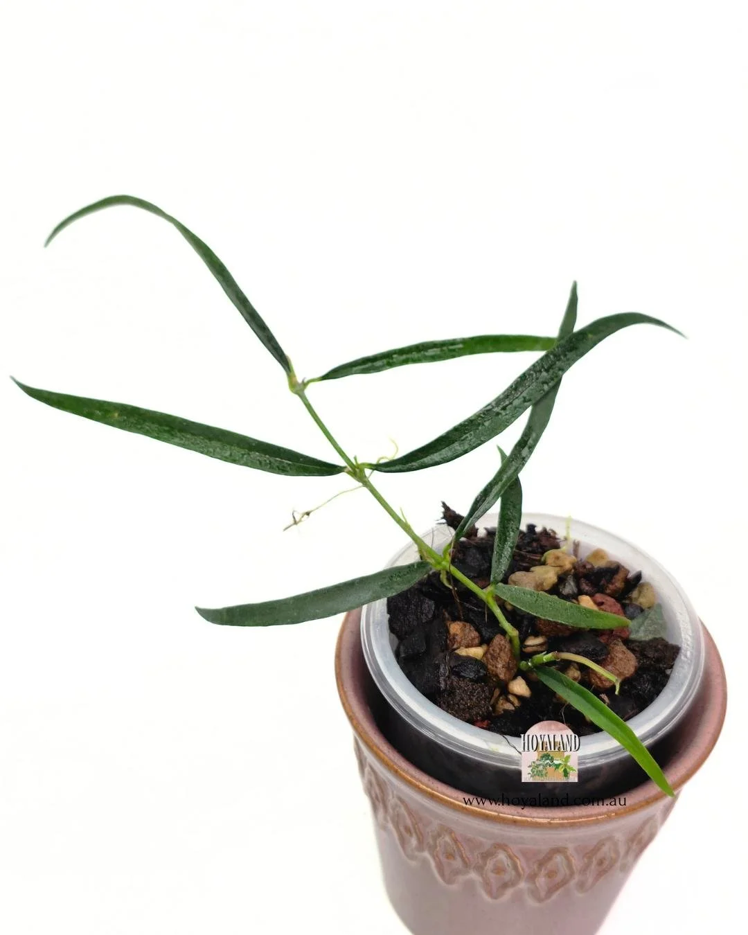 Hoya yves rocherii.jpg