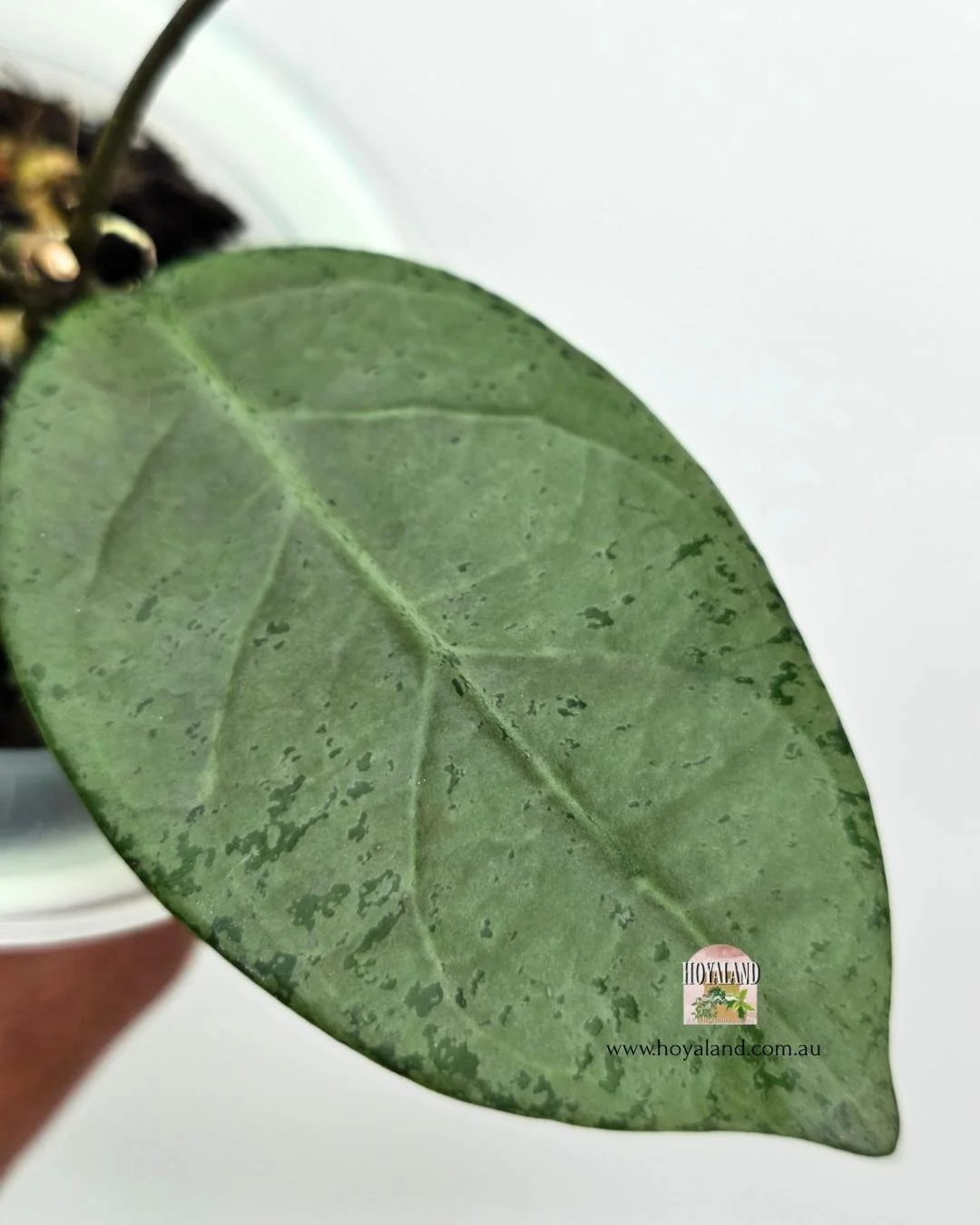 Hoya lai chau silver.jpg