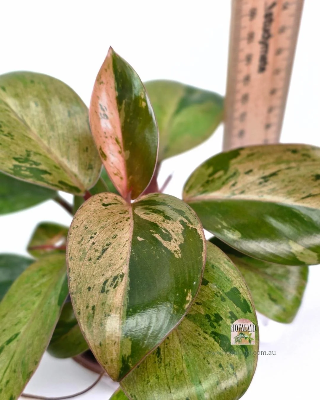 Philodendron red congo mint dwarf (1).jpg