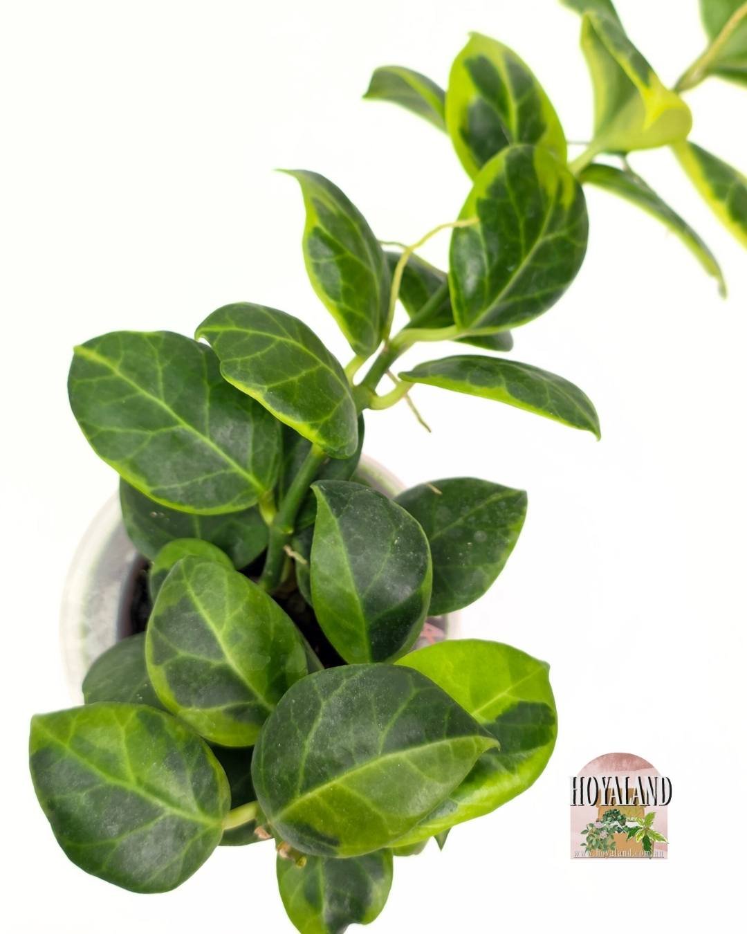 Hoya obscura albo (3).jpg