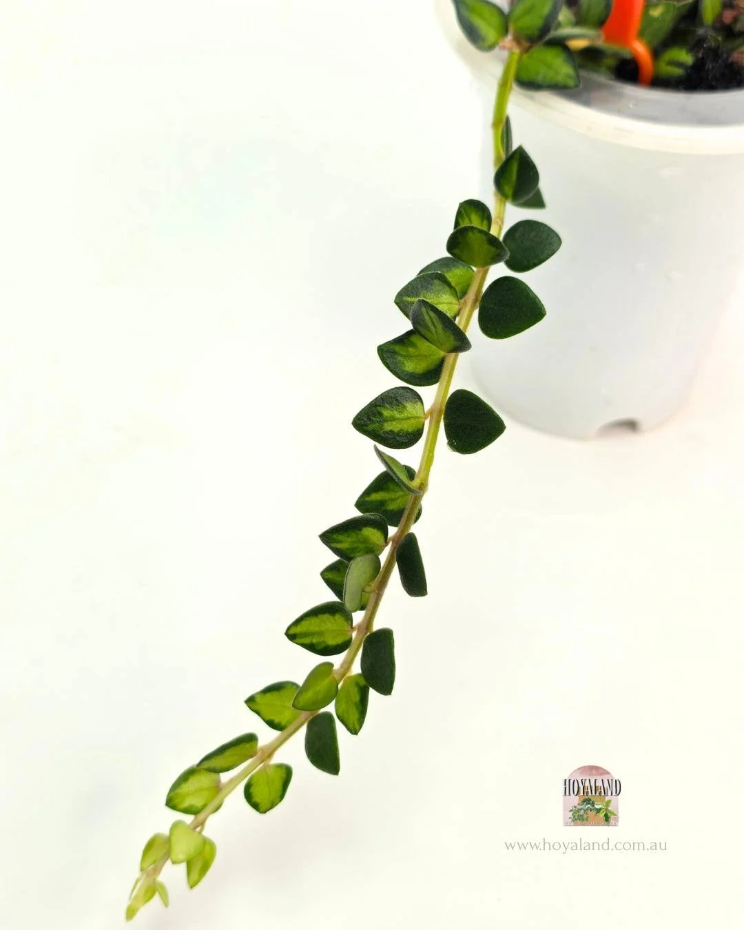 Hoya chinghungensis (4).jpg