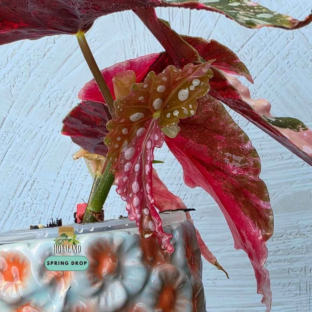Begonia maculata variegata wightii (3).jpg