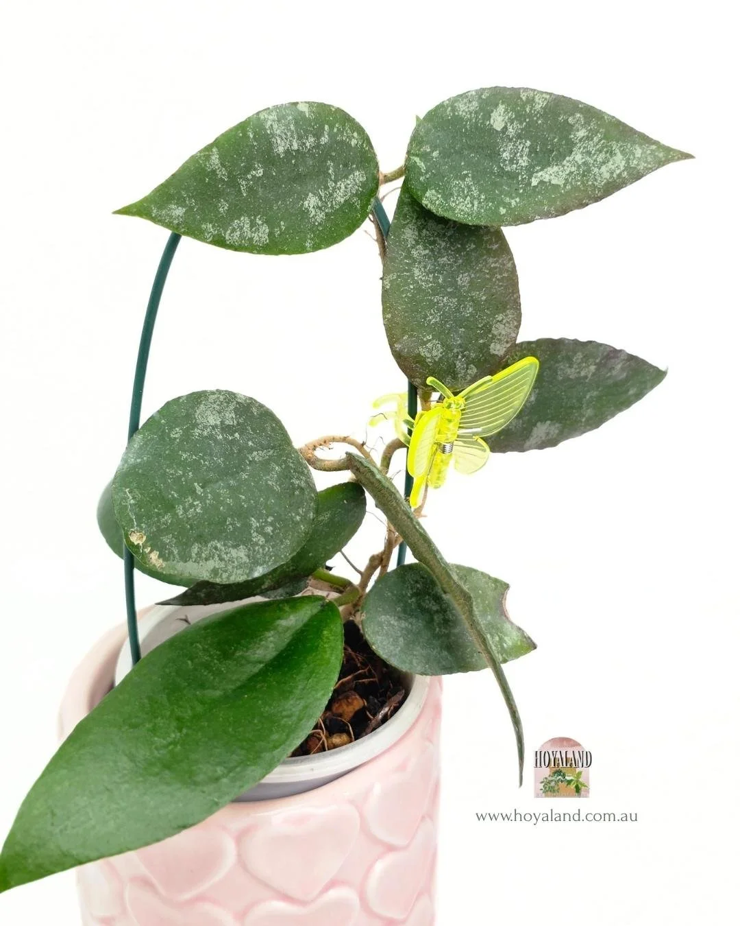 Hoya caudata small leaf (4).jpg