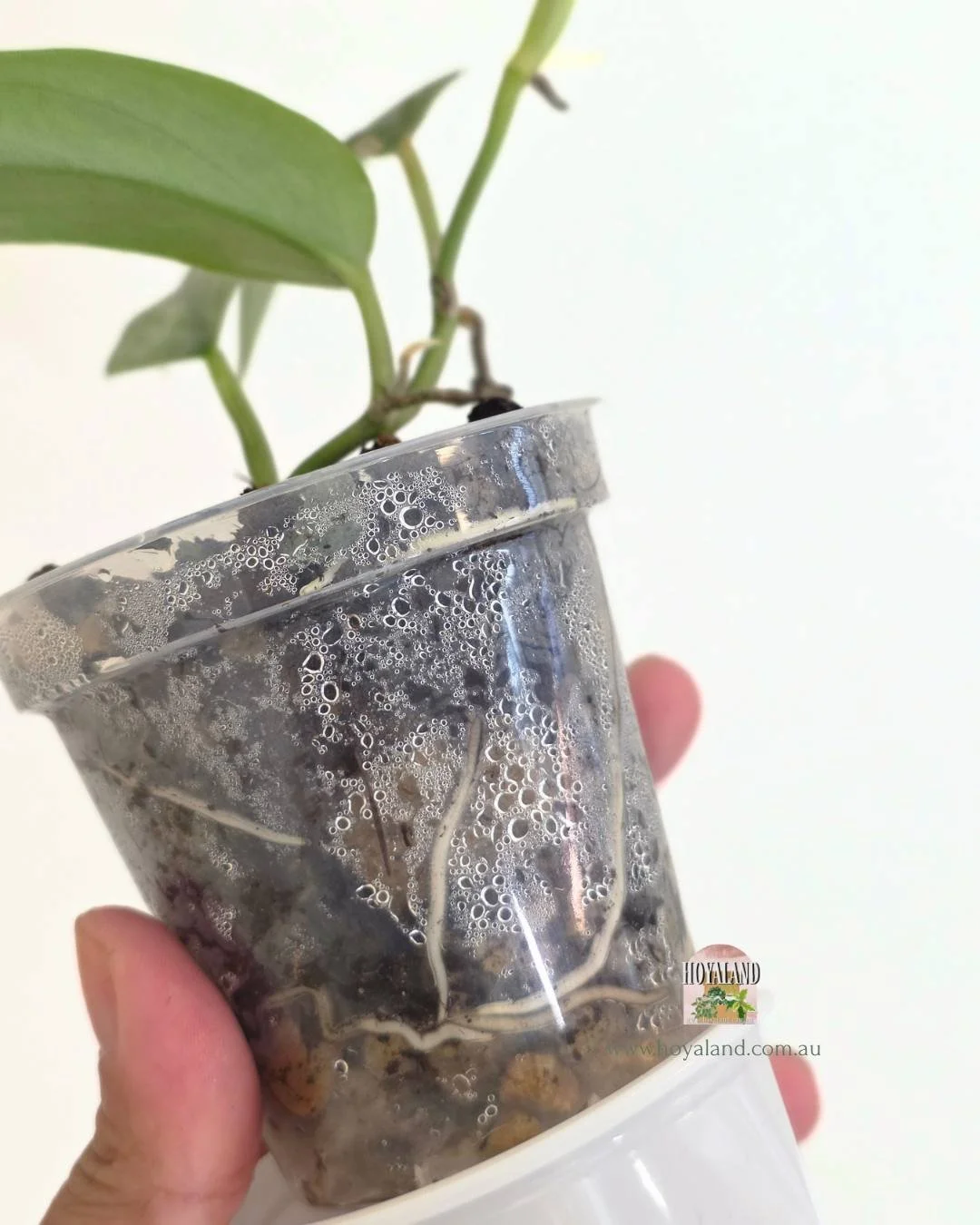 Scindapsus narrow (7).jpg