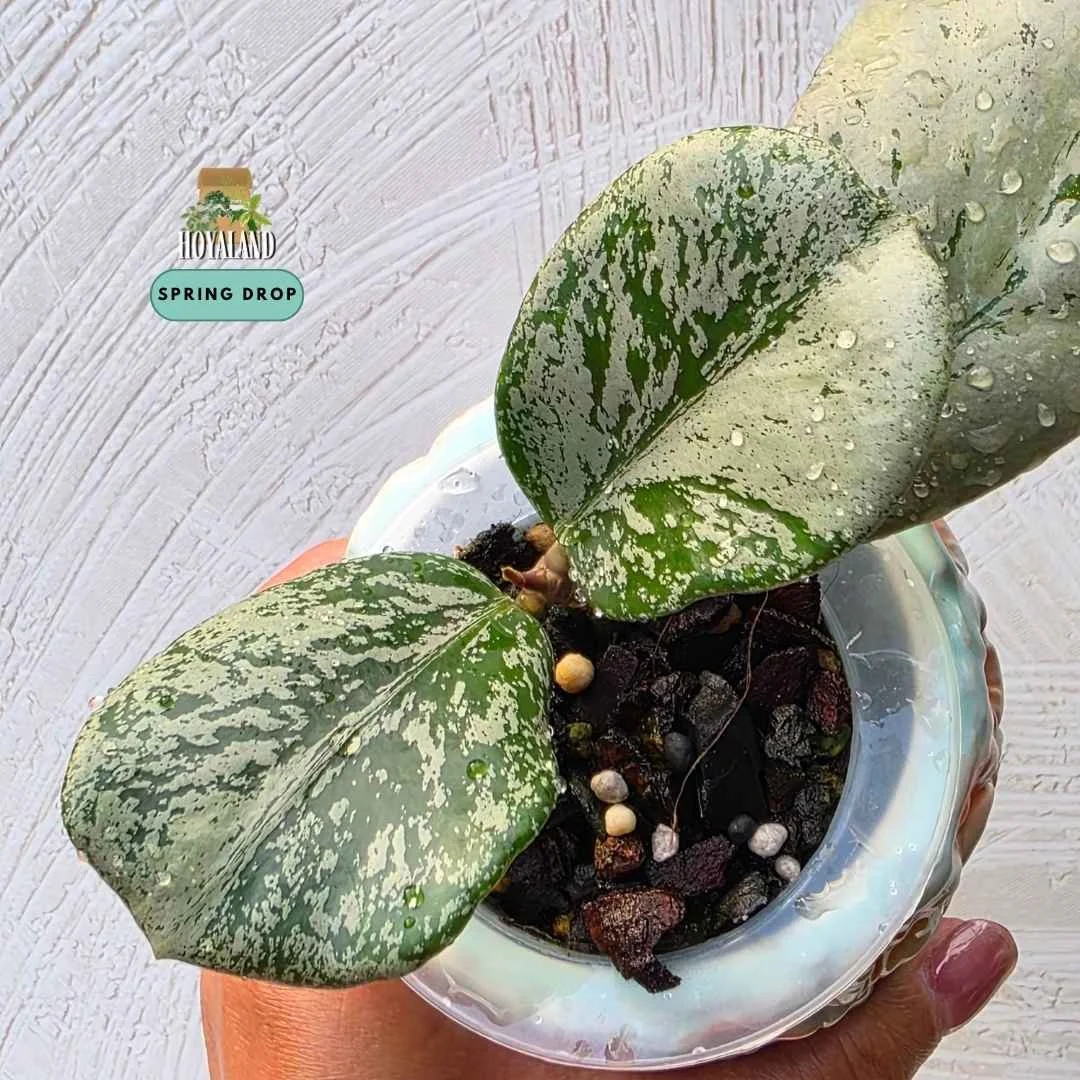 Established rare Hoya sp Chiang Dao Silver showing thick succulent leaves blanketed in shimmering metallic silver splash