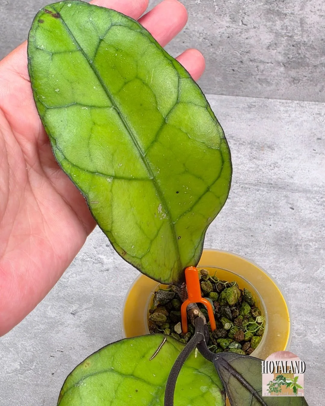 Hoya finlaysonii tabalong (4).jpg