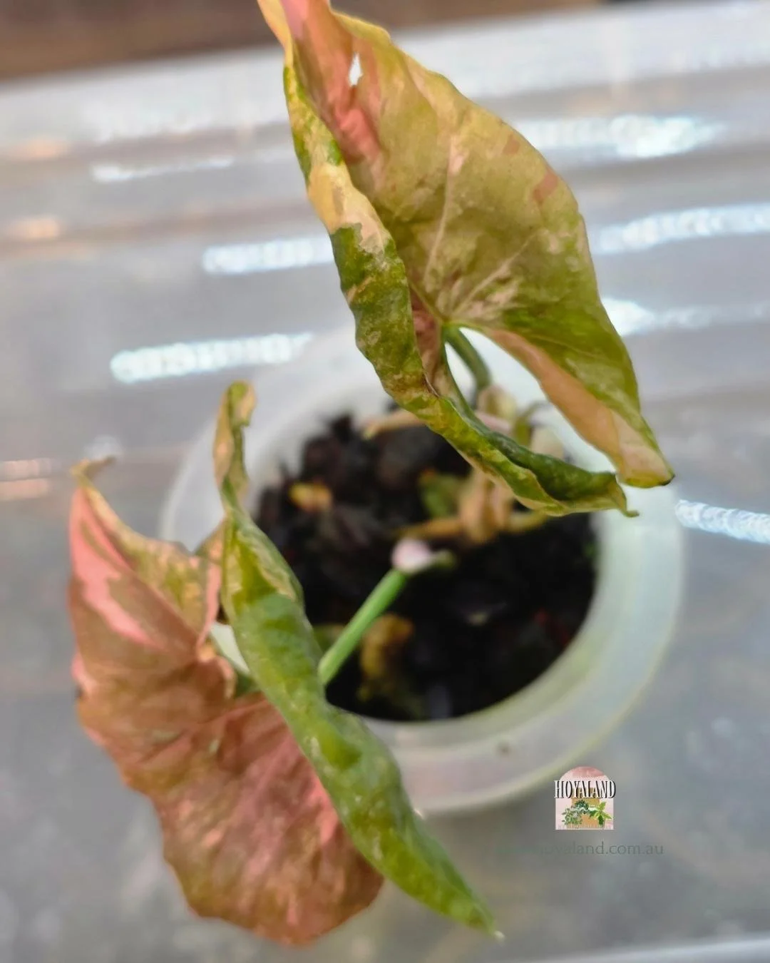 Syngonium confetii mutation (7).jpg