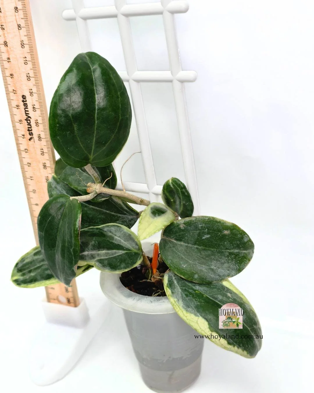 Hoya lil plu (4).jpg