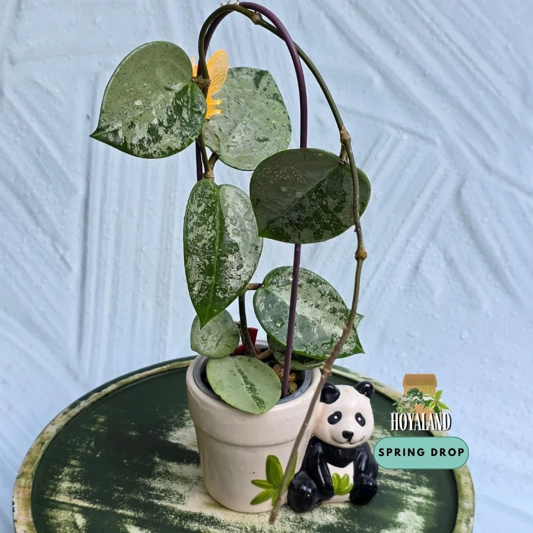 Hoya verticillata (Heart Silver – Rare Heart-Shaped Metallic Splash Cultivar)
