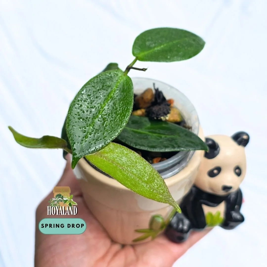 Hoya piestolepsis.jpg