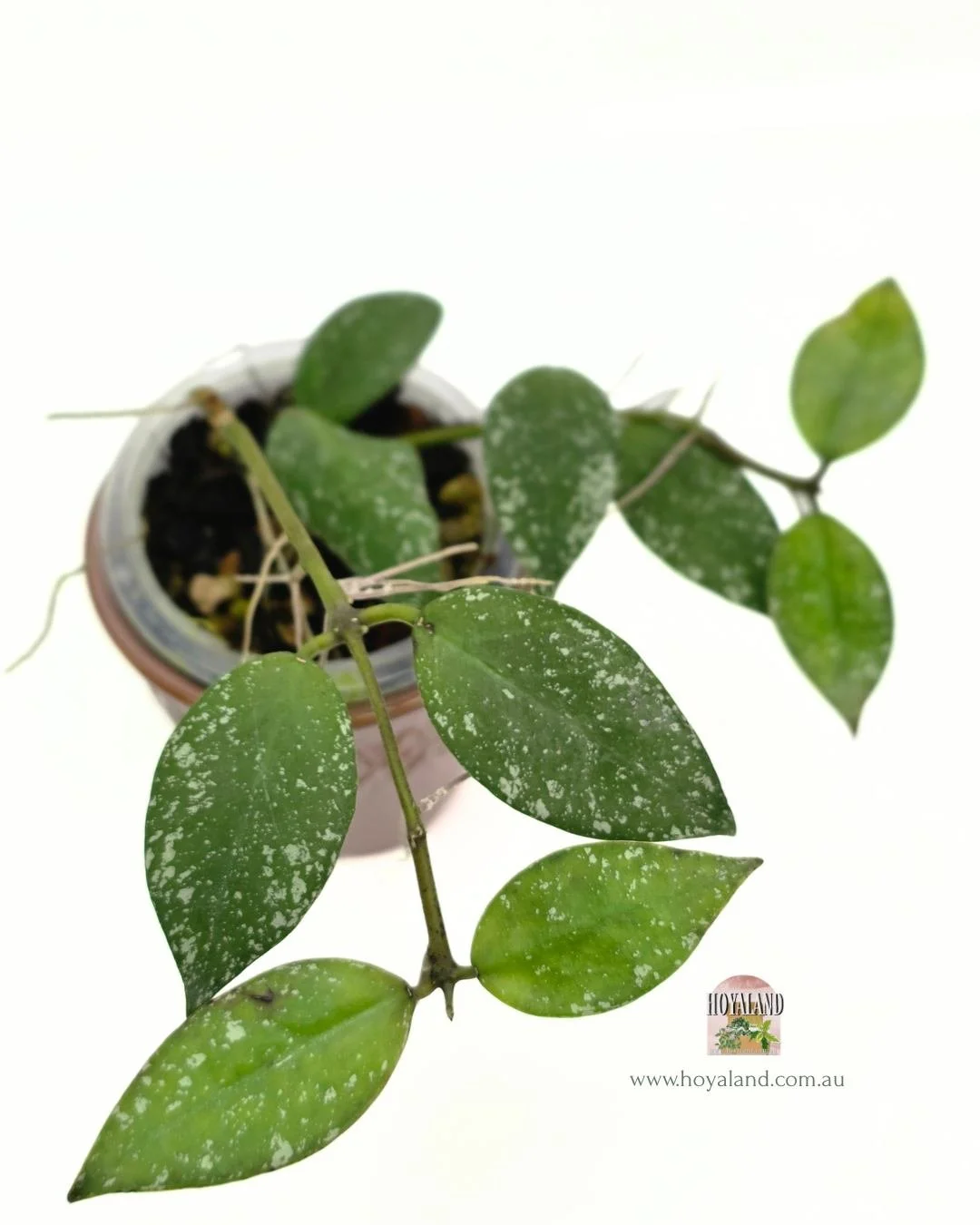 Hoya nabawanensis splash (3).jpg