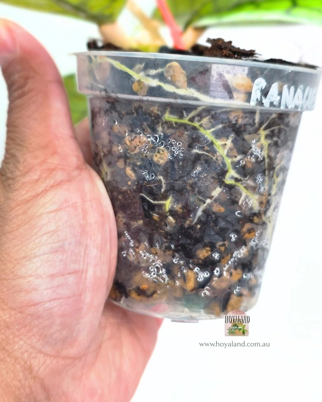 Hoya callistophylla ranauensis (4).jpg