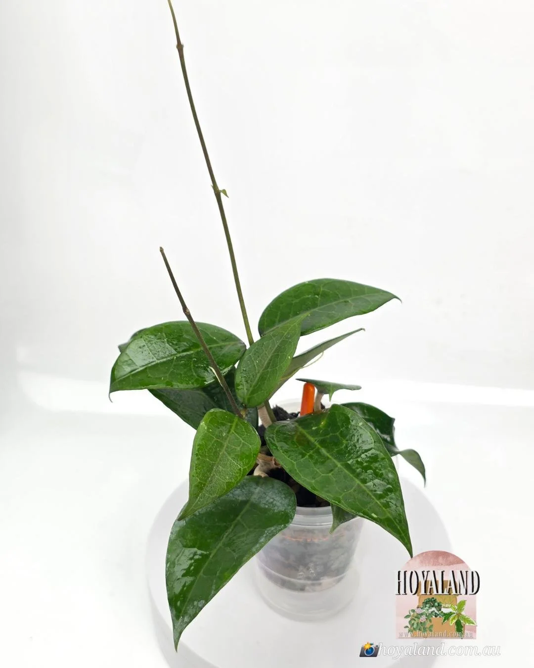 Hoya Sumbawa (2).jpg