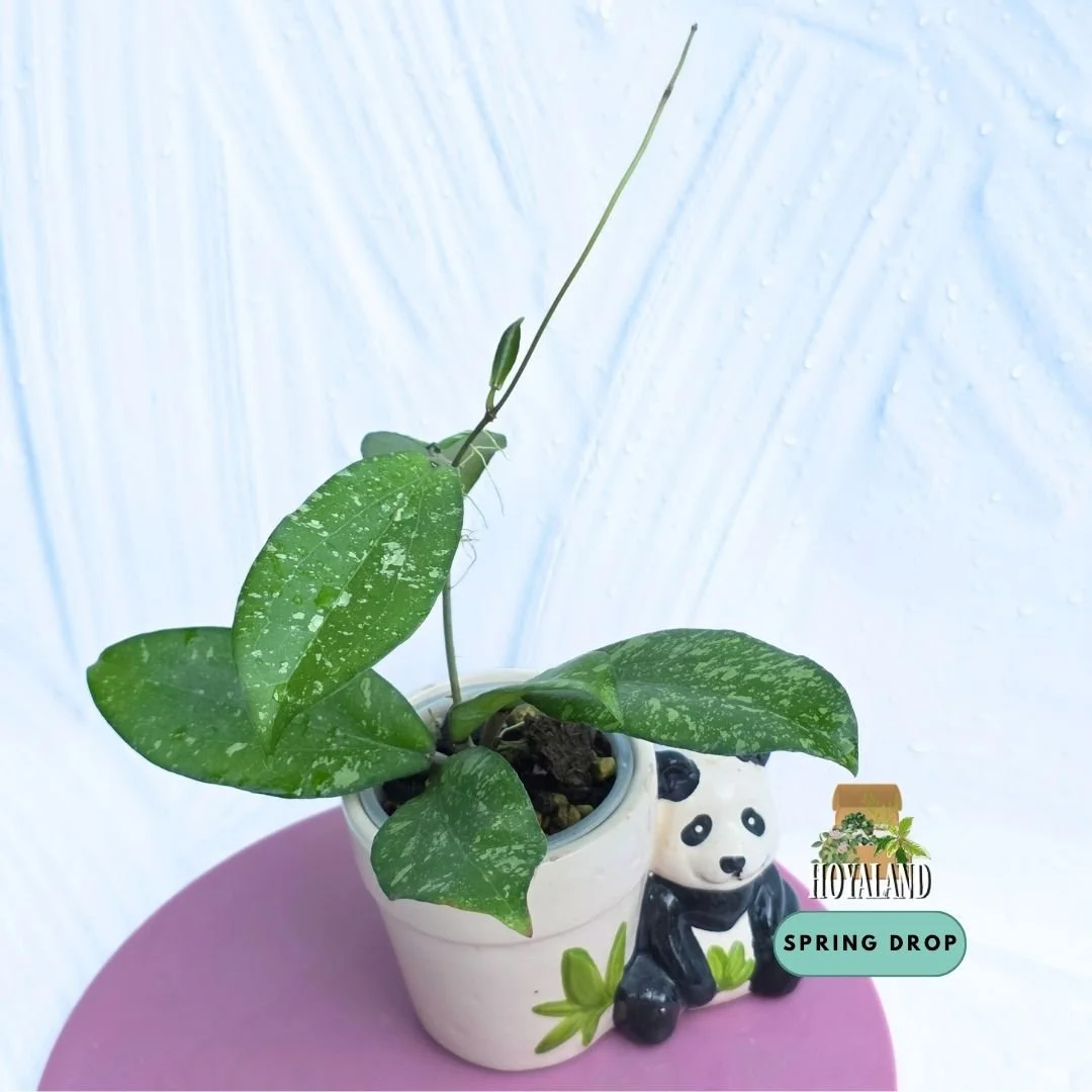 Hoya erythrina splash (6).jpg