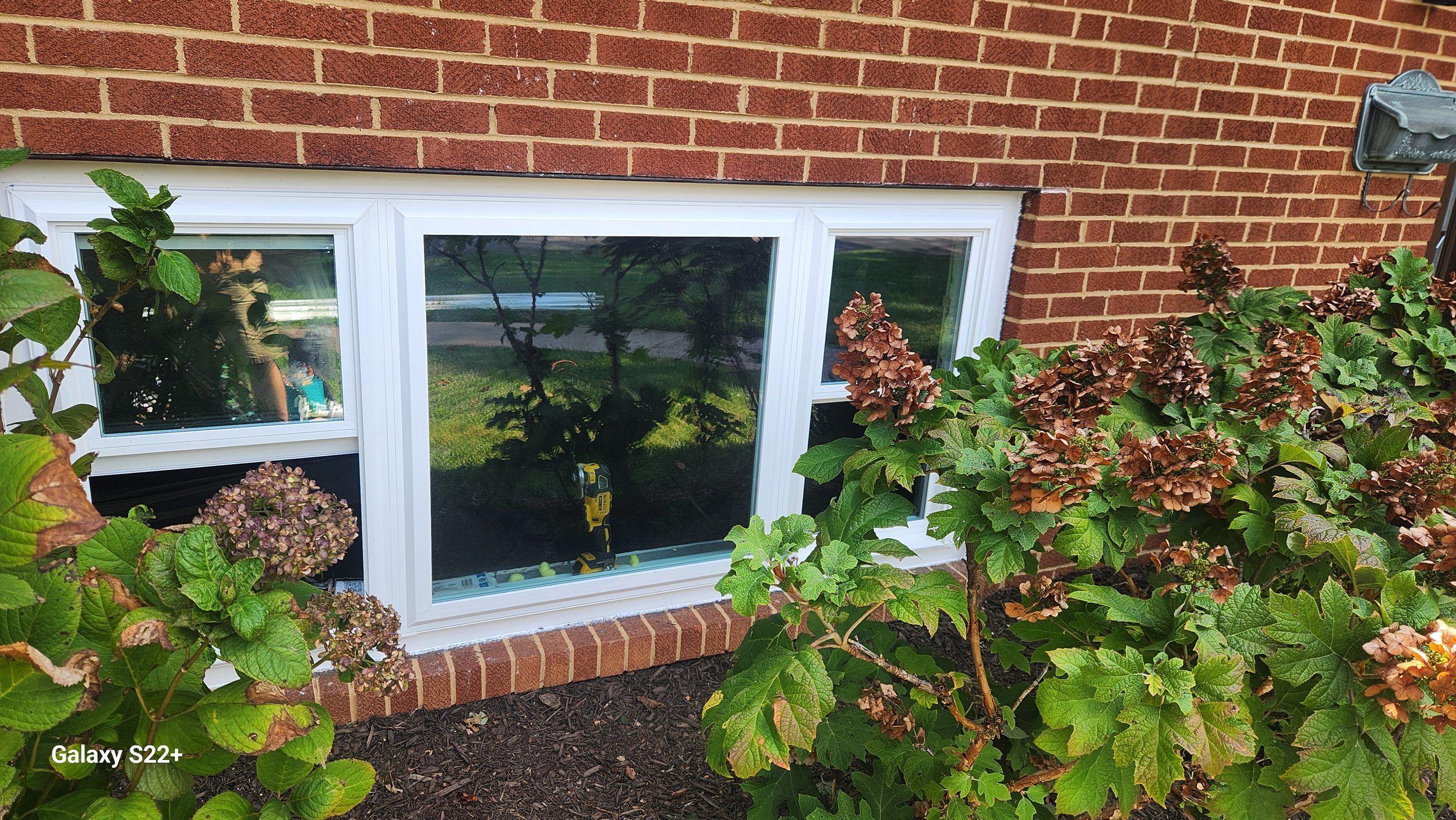 A brick house with a white-framed window surrounded by green and brown hydrangea bushes.