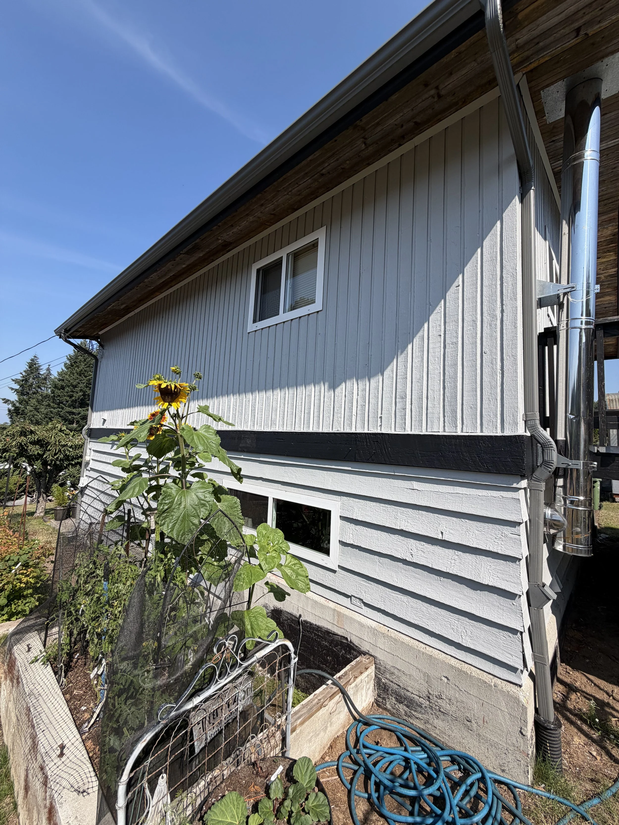 View of the side of a house with white siding, a small rectangular window, a rain gutter, and a downspout, with a sunflower and garden next to it, and garden hose on the ground.